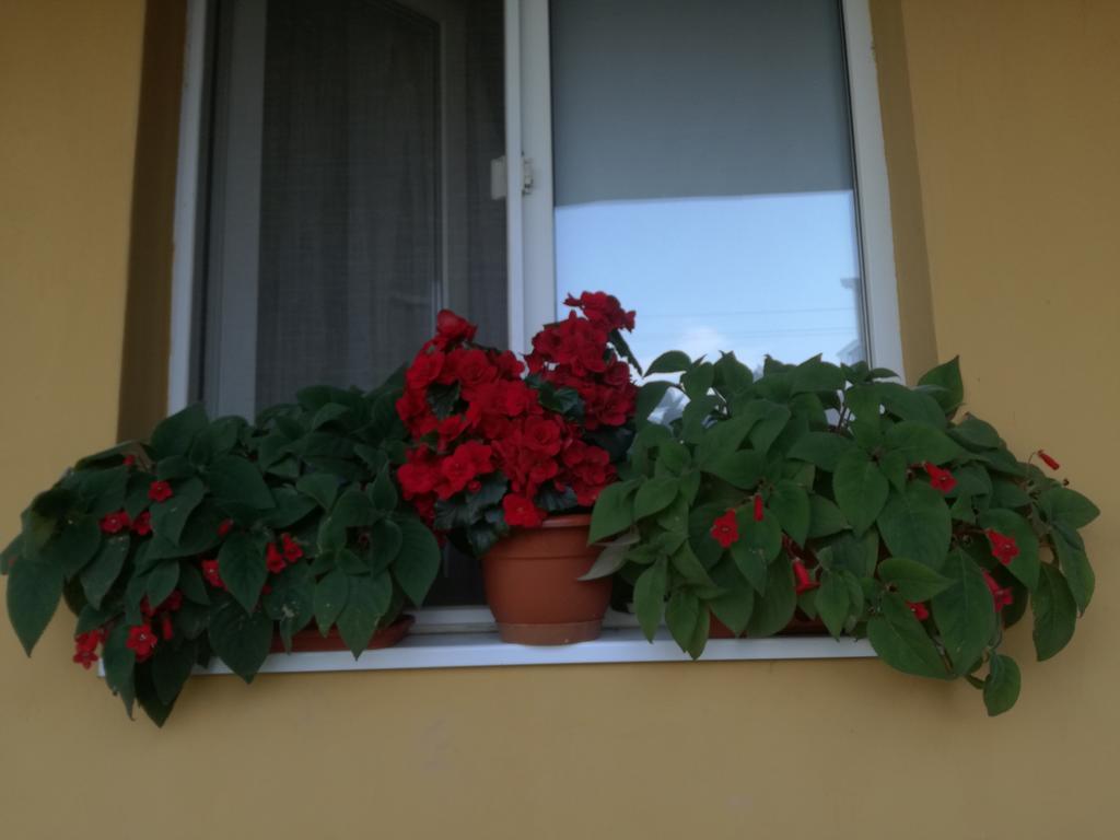 Pensiunea Vladut Temešvár Exteriér fotografie